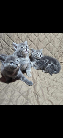 beautiful-british-shorthair-x-siberian-kittens-ready-now-big-3