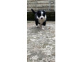 border-collies-looking-for-forever-home-small-1