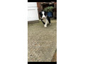 border-collies-looking-for-forever-home-small-2