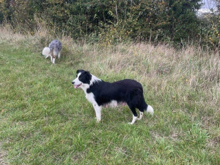 border-collies-looking-for-forever-home