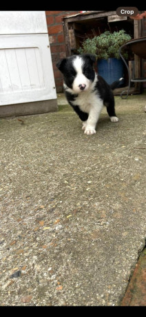 border-collies-looking-for-forever-home-big-2