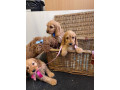 red-cockapoo-puppies-small-3