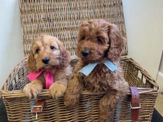 red-cockapoo-puppies