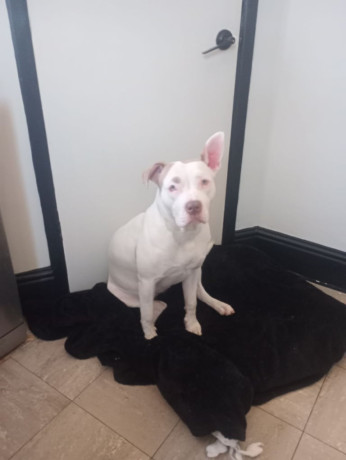 mixed-breed-for-sale-big-0