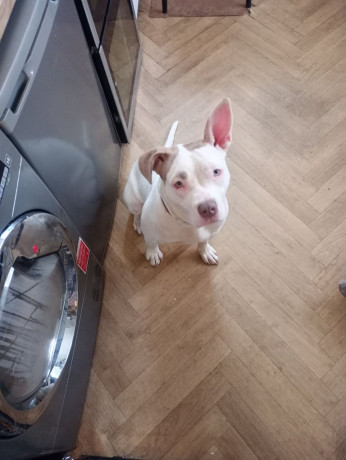 mixed-breed-for-sale-big-1