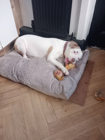 mixed-breed-for-sale-big-2