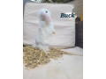 adorable-baby-rabbits-ready-for-loving-homes-ps65-each-small-0