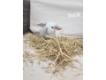 adorable-baby-rabbits-ready-for-loving-homes-ps65-each-small-2