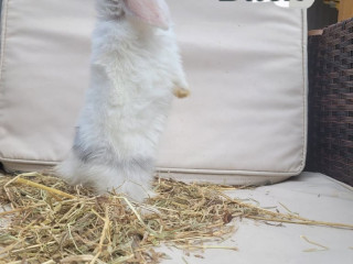 adorable-baby-rabbits-ready-for-loving-homes-ps65-each