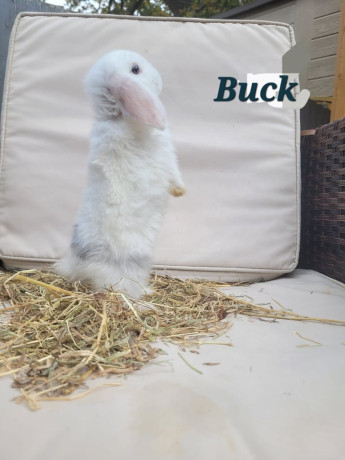 adorable-baby-rabbits-ready-for-loving-homes-ps65-each-big-0