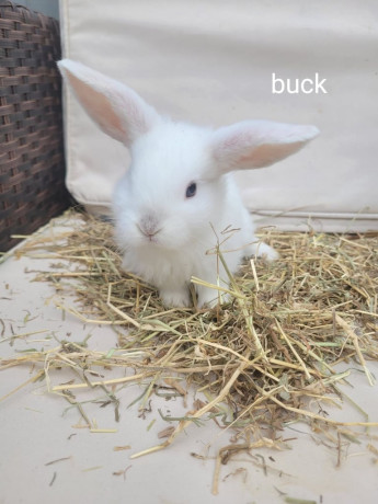 adorable-baby-rabbits-ready-for-loving-homes-ps65-each-big-1