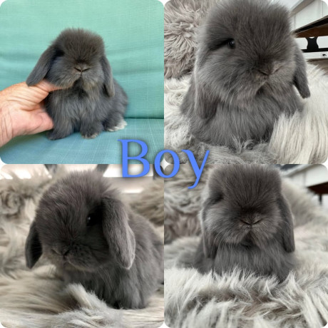 adorable-baby-rabbits-ready-for-loving-homes-ps65-each-big-3