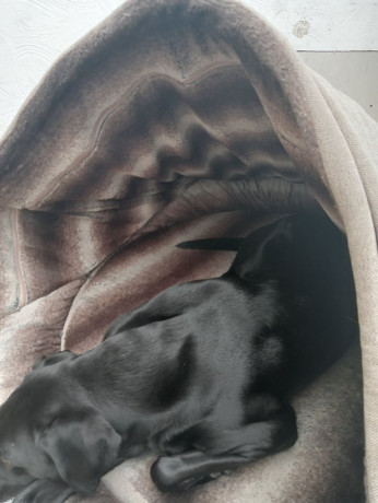 collared-creatures-luxury-deluxe-comfort-cocoon-dog-bed-extra-large-125cm-beige-big-0