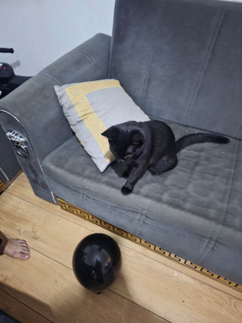 my-8months-old-kittens-big-1