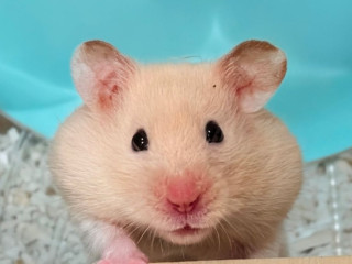 updated-041125-female-syrian-for-adoption