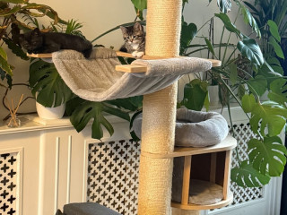 british-short-hair-kittens