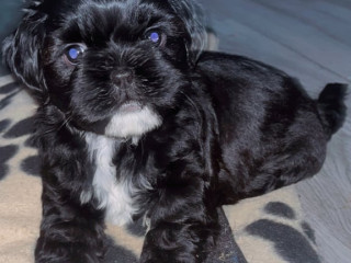shih-szu-boys-for-sale