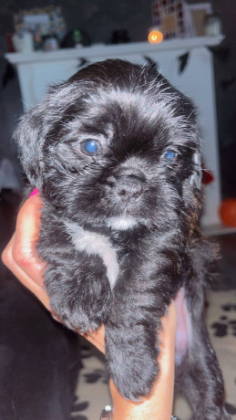 shih-szu-boys-for-sale-big-3