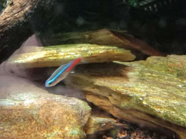 aquarium-fish-tank-aquascape-stone-rock-seyriu-stone-rainbow-stone-river-rock-big-3