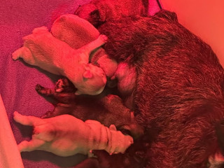 kc-reg-blue-eyed-pink-frenchbulldog-puppies