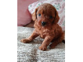 red-cavapoo-puppies-for-sale-small-0