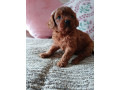 red-cavapoo-puppies-for-sale-small-1