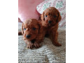red-cavapoo-puppies-for-sale-small-3