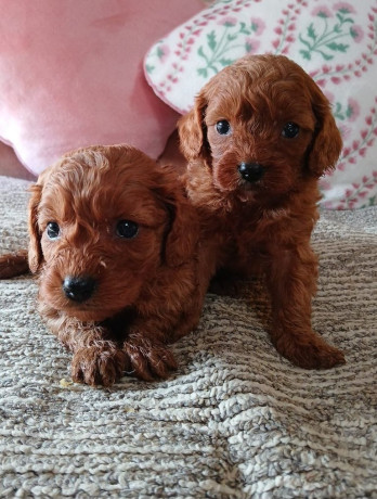red-cavapoo-puppies-for-sale-big-3