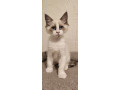 9-ragdoll-kiitens-small-2