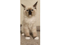 9-ragdoll-kiitens-small-3