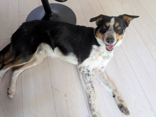 male-border-collie-rehoming