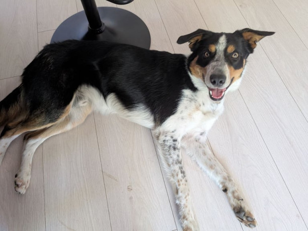 male-border-collie-rehoming-big-0