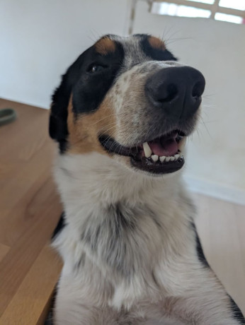 male-border-collie-rehoming-big-2
