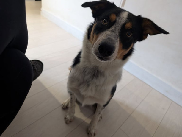 male-border-collie-rehoming-big-3