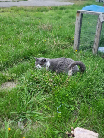 british-short-haired-male-cat-big-2