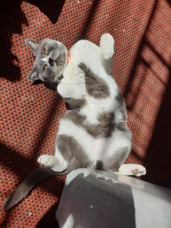 british-short-haired-male-cat-big-3