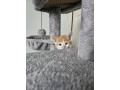 2-kittens-available-for-sale-small-2
