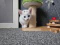 2-kittens-available-for-sale-small-3