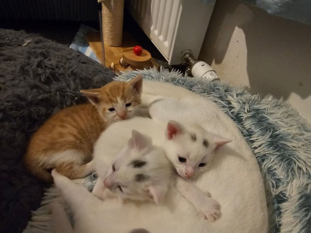 2-kittens-available-for-sale-big-0