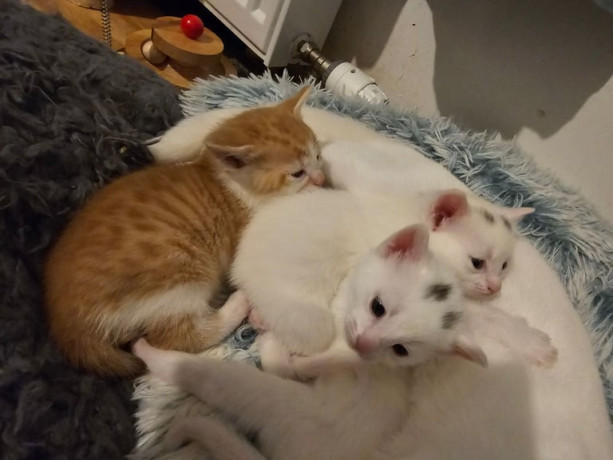 2-kittens-available-for-sale-big-1