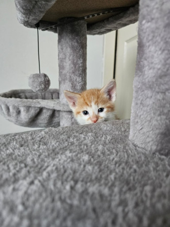 2-kittens-available-for-sale-big-2