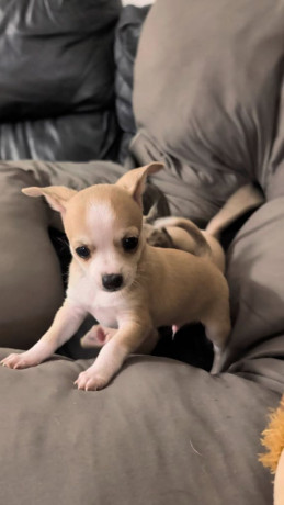 chihuahua-puppies-big-3
