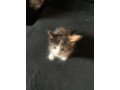 kitten-small-2