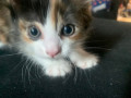 kitten-small-3