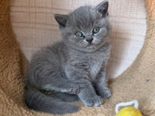 pedigree-british-blue-shorthair-kittens