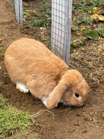 mini-lop-malereserved-big-3