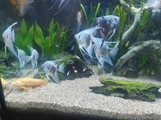angelfish-for-sale