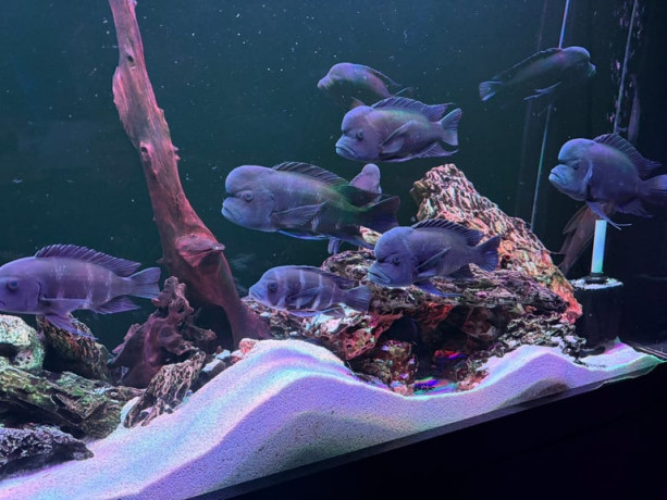 angelfish-for-sale-big-1