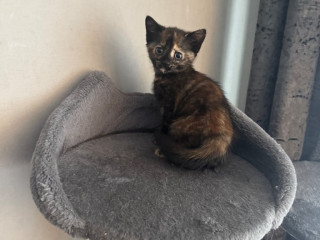 8-week-old-kittens-ready-to-leave