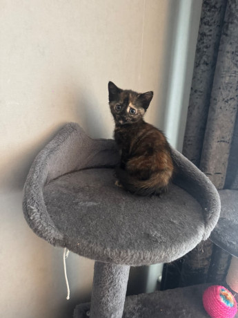 8-week-old-kittens-ready-to-leave-big-0